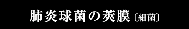 肺炎球菌の莢膜