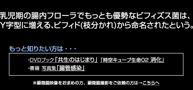 ビフィズス菌