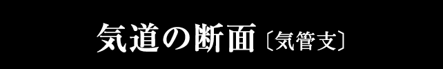 気道の線毛