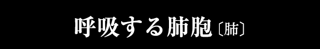 呼吸する肺胞