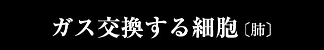 ガス交換する肺胞