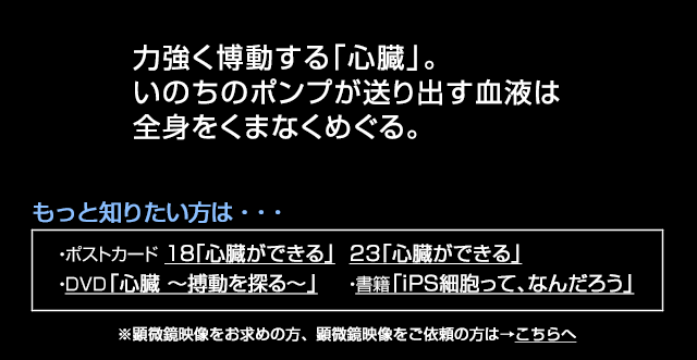 心臓