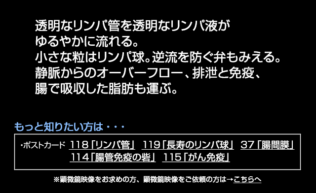 リンパの流れ