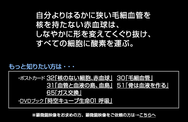 赤血球