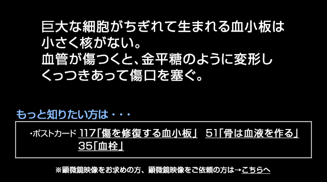 血小板