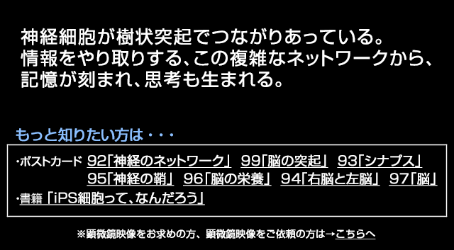 大脳の神経ネットワーク