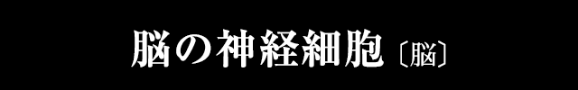 脳の神経細胞
