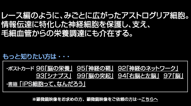 アストログリア細胞