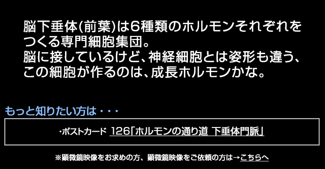 脳下垂体のホルモン分泌細胞