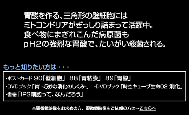 壁細胞