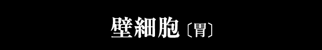 壁細胞