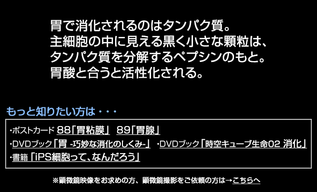 主細胞