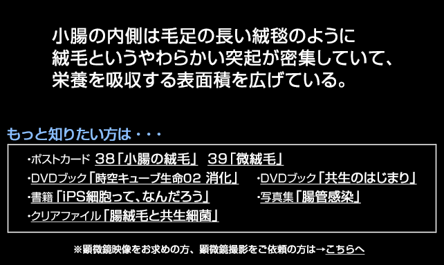腸の絨毛