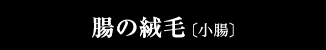 小腸の運動