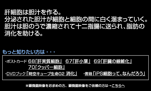 胆汁のつくる肝細胞