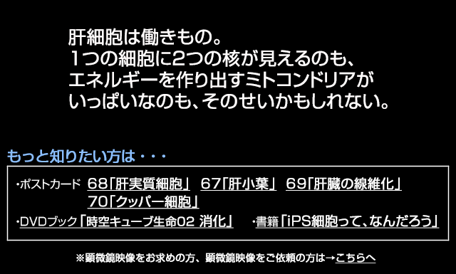 肝細胞