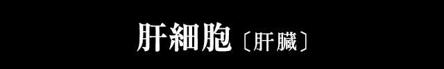 肝細胞