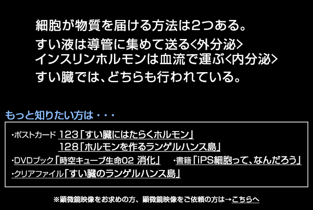 肝細胞