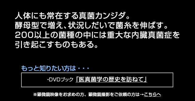 カンジダの増殖