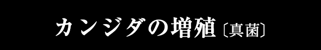 カンジダの増殖