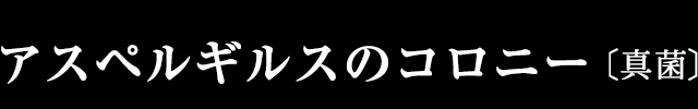 アスペルギルスのコロニー