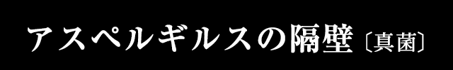 アスペルギルスの隔壁