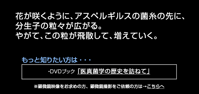 花開くアスペルギルス