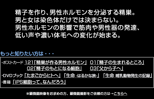 精巣