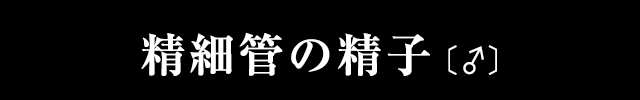 精細管の精子