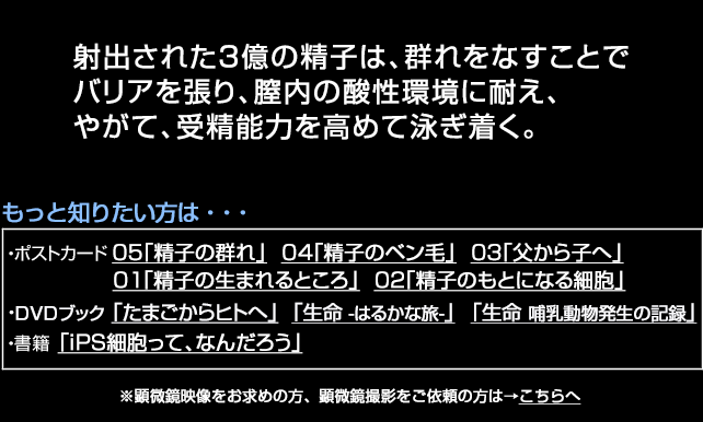 精子の群れ