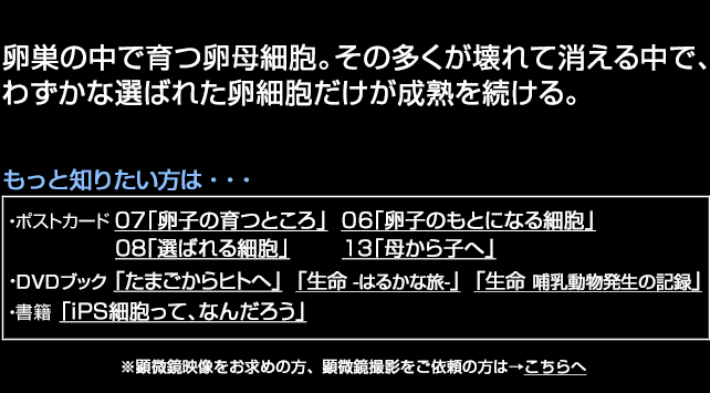 卵細胞