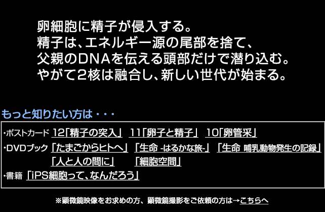 受精の瞬間