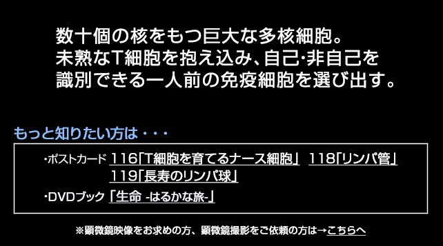 胸腺ナース細胞