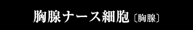 胸腺ナース細胞
