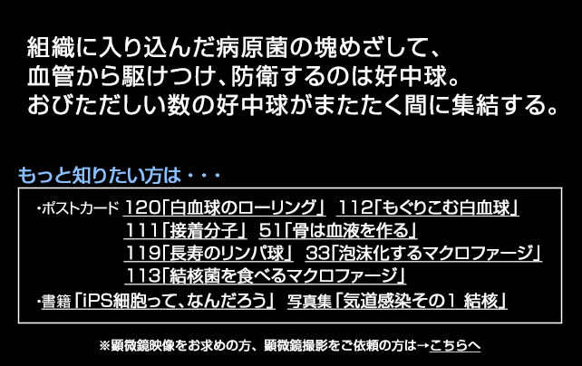 遊走する