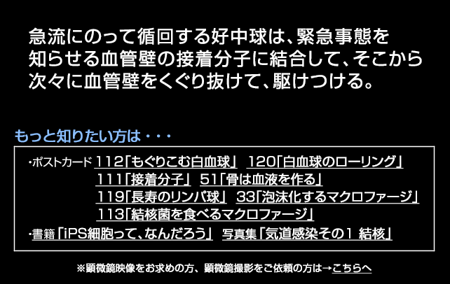 くぐり抜ける