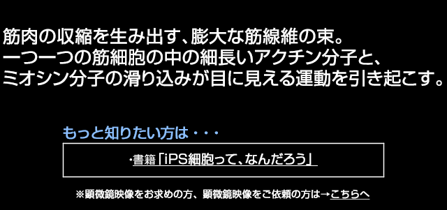 骨格筋