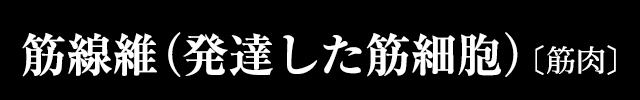 筋線維(発達した筋細胞)