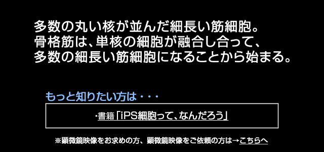 筋細胞の発生