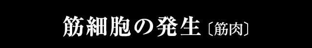 筋細胞の発生