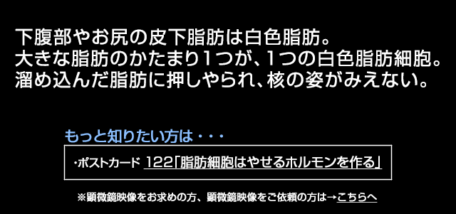 白色脂肪
