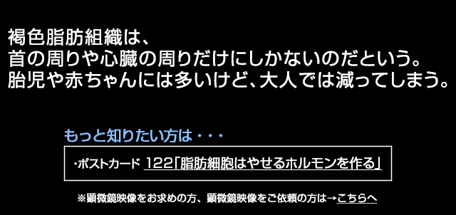 褐色脂肪