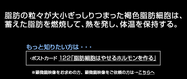 褐色脂肪細胞