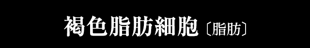 褐色脂肪細胞