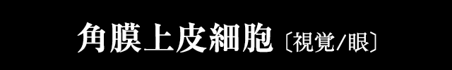 角膜上皮細胞