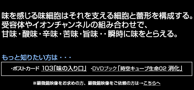 味蕾