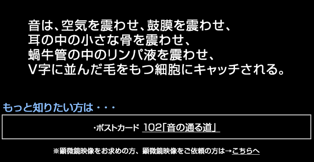 有毛細胞