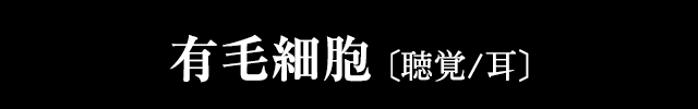 有毛細胞