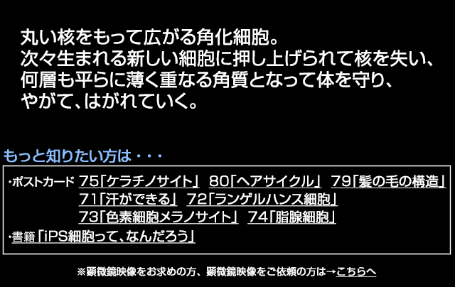 有毛細胞