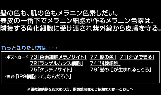 メラニン細胞